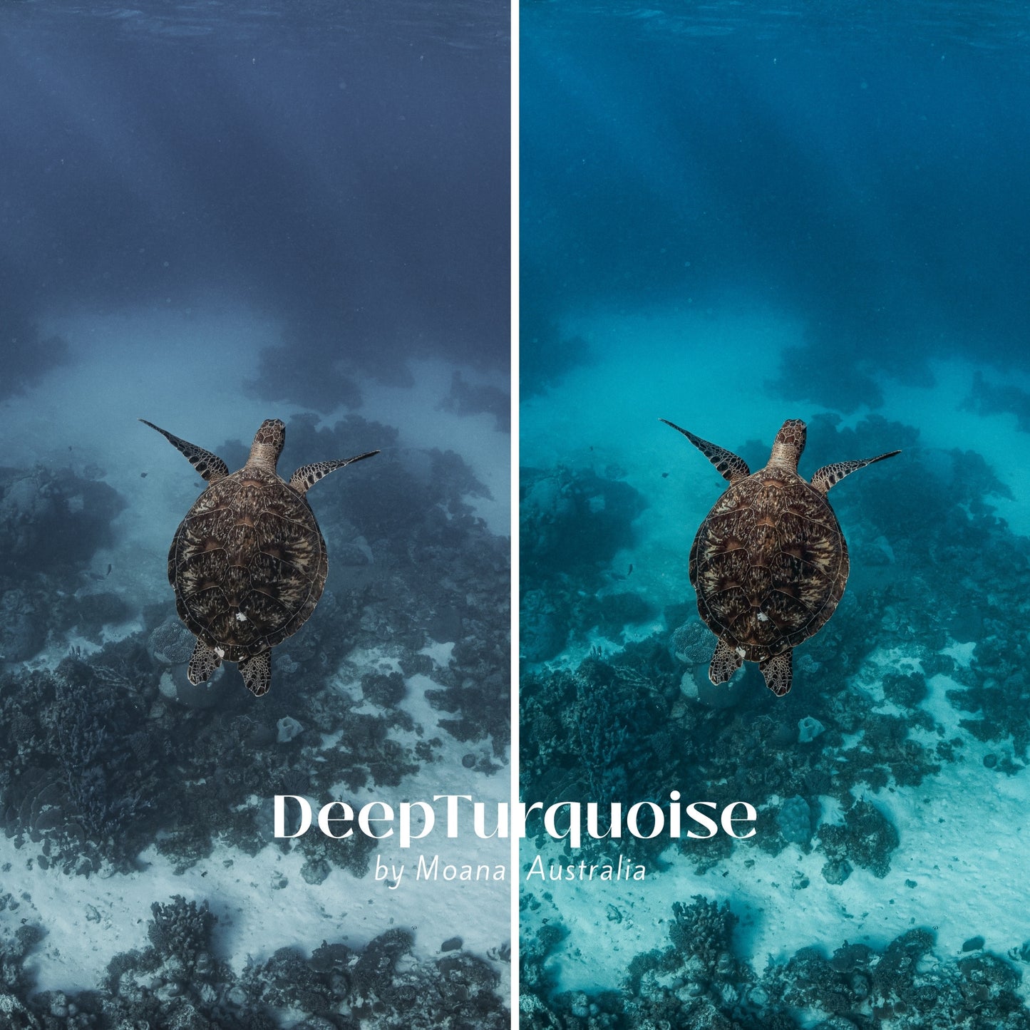 The Moana Ocean Collection